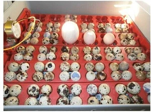 High hatching rate incubator for pheasant egg for sale