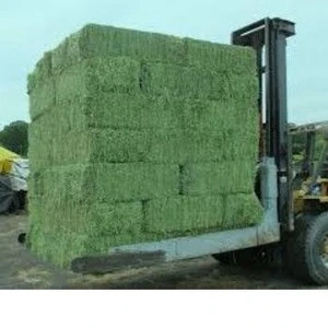 High quality Animal feed Alfalfa Meal / Alfalfa Hay for sale