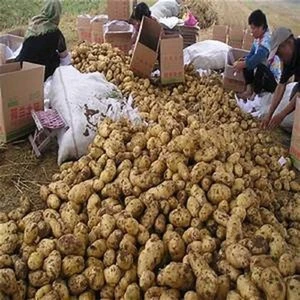 High Quality fresh Holland potato fresh potato