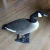 Import High quality full flocked full body Canada Goose Decoy from China