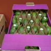 High Quality Sweet Fresh Feijoa Guavasteen Guava Fruit