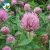 Import High Sprouting Rate Slpoe Grass Seed Trifolium Pratense T.Prate Nse Linn Red Clover Blossoms Seeds from China