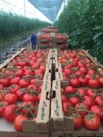 (HOT) Fresh Tomatoes /Tomato for Sale