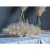 Import INS Nordic style natural plant dried flower fluffy pampas grass as  Decorative Flowers from China