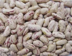 kidney bean