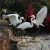 Import life size resin animal egret sculpture from China