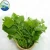 Import malabar spinach vegetables from Vietnam