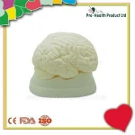 Medical Education Brain Anatomical Model