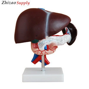 Medical Human Liver Model for Teaching, Liver, Pancreas and Duodenum Model