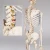 Import Medical Quality Human Skeleton Model -  Life Sized - 180 cm with Metal Base from China