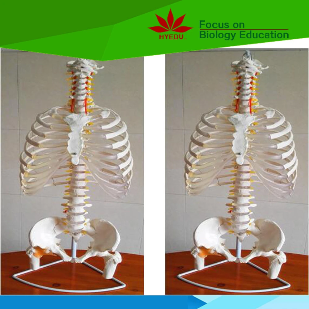 Medical science part of body skeleton femur ligament Spine model