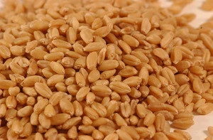 Milling Wheat, Feed Wheat, Buck wheat Thailand