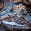 Monkfish whole or tails