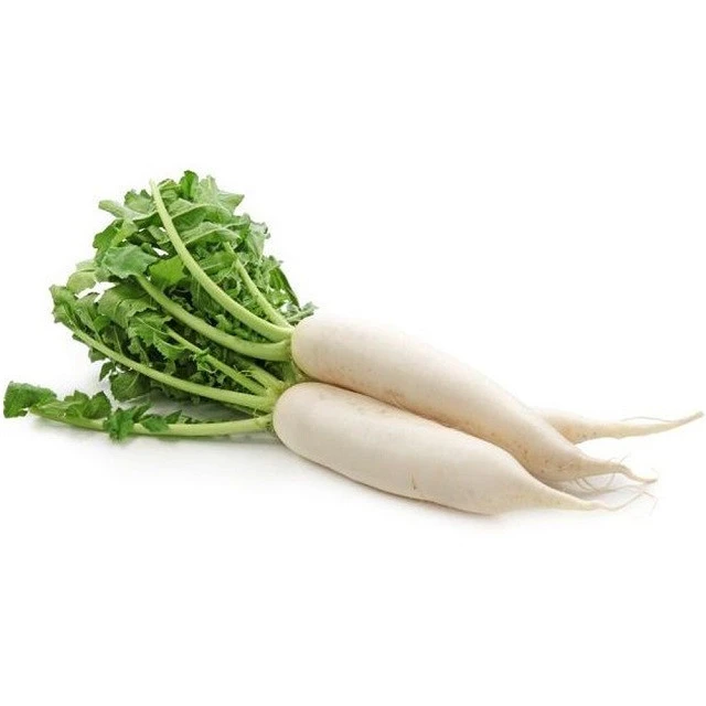 New crop fresh white health food radish available for export