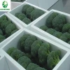 New crop high quality bulk fresh vegetable grade A organic broccoli