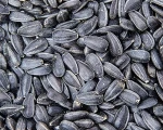 New crop sunflower kernel