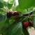 Import New product unique High quality cherries fruit supplier from China