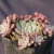 Import Nursery Indoor and woody succulent plants sapphire from China