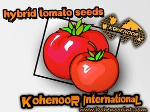 ONLY QUALITY HYBRID TOMATO SEEDS