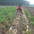 Import potato harvest / single-row potato peanut digger harvester machine for sale from China