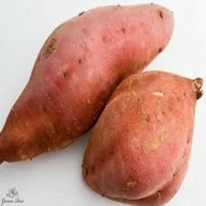 Premium Grade Sweet Potato For Sale