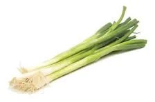 Premium Quality Fresh Scallions , Green onion , Spring Onion , Leek