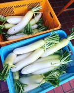Quality Fresh  Radish