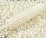 Quality White Maize/Corn For Human Consumption at export price