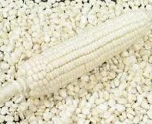 Quality White Maize/Corn For Human Consumption at export price