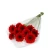 Import Red Gerbera Flower from India