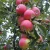 Import Red organic fresh fruit apples from China
