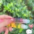 Import Roll-on Fruit Water Toot Lip Oil Glass Lip Gloss Transparent Lip Glaze Colorless Moisturizing from China