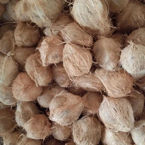 SEMI HUSKED COCONUT- HIGH QUALITY AND GOOD PRICE FROM VIET NAM