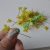 Import Sewing Supplies 42mm Dressmaking Quilting Straight Yellow Butterfly Pins from China