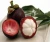 Import The Fresh Mangosteen and natural fruit from Philippines