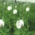 Import Tomato Roller Hook With Twine Agricultural Greenhouse For Grow Support from China