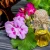 Import Top sale therapeutic grade Geranium pure essential oil from Taiwan