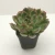 Import variety live cactus succulents plants echeveria for thailand from China