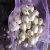 Import vegetables product type fresh garlic with great quality from China