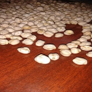 White Dried Kabuil 9mm, 12mm  Chickpeas Natural At Wholesales Price