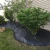 Import Wholesale 5m x 10m Heavy Duty Weed Control Ground Cover Membrane Landscape Fabric Weeds Killer from China