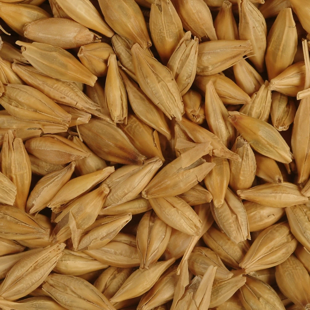 Wholesale barley livestock feed agricultural crop