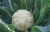 Import wholesale cauliflower seed vegetable with high quality from China