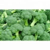 Wholesale Fresh Broccoli / Fresh Broccoli Vegetable / Fresh Broccoli In India