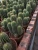 Import Wholesale succulents  live plants long real cactus multi heads Neobuxbaumia Small Cargo  nurseries Natural cactus from China