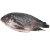 Import WR IQF Tilapia Fish All Sizes on Sale from China Seafood Supplier from China