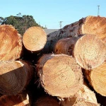 Yellow Pine Logs