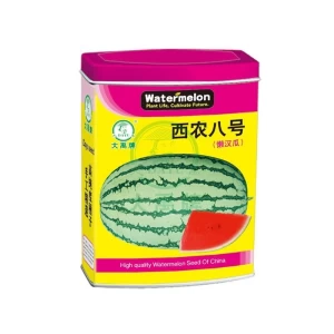 Medium mature large fruit watermelon      Seedless Watermelon
