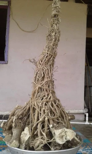 Kava Roots