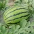 Import Medium mature large fruit watermelon      Seedless Watermelon from China